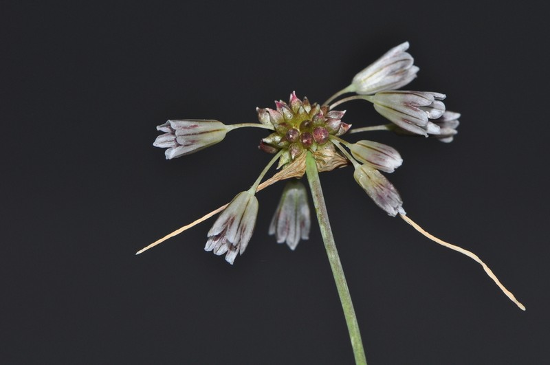 Allium melanantherum photo 8