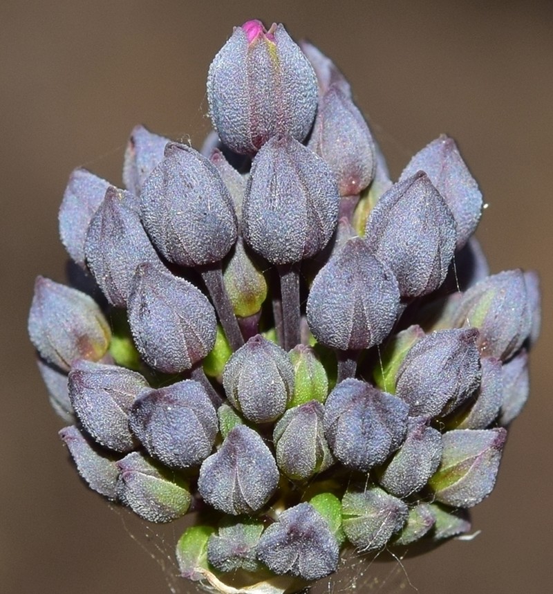 Allium melananthum photo 2