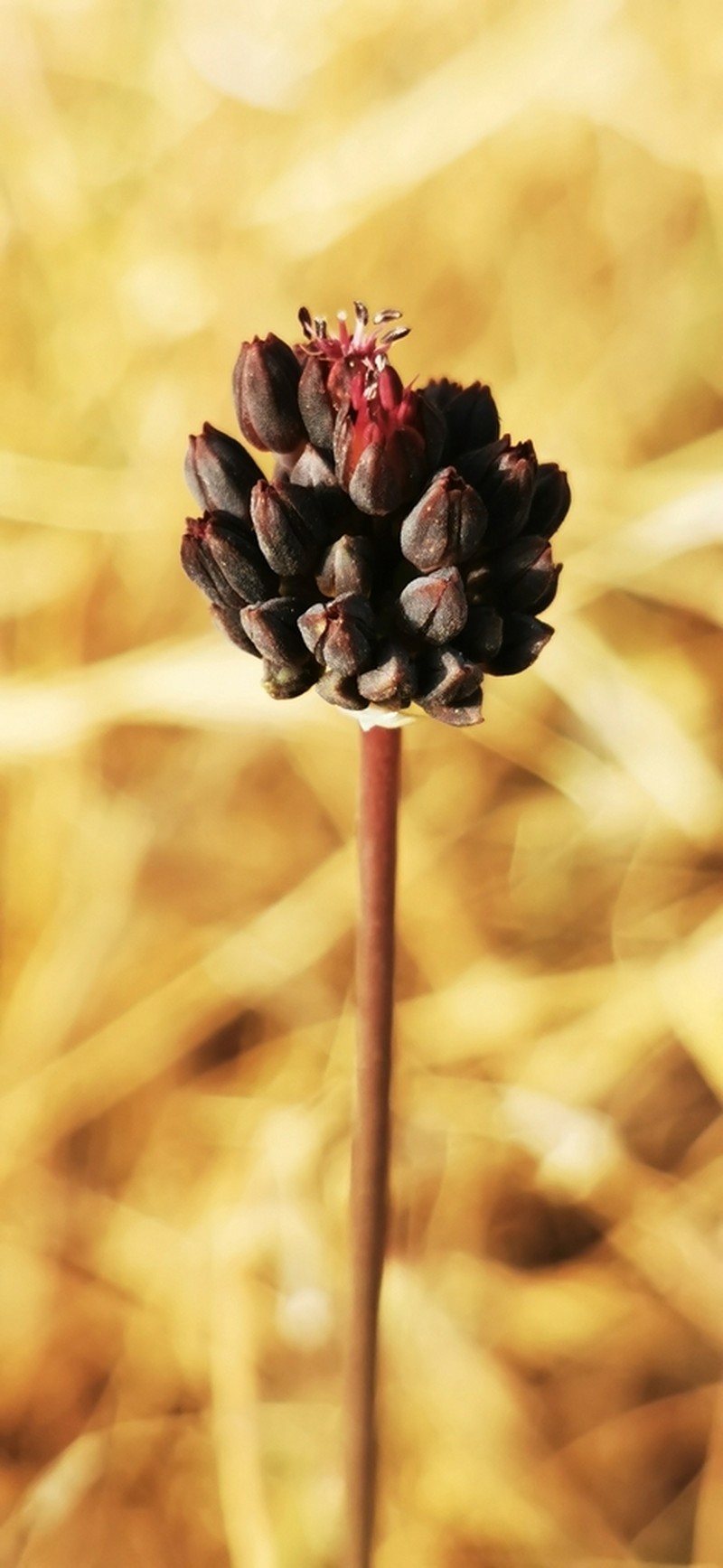 Allium melananthum photo 3