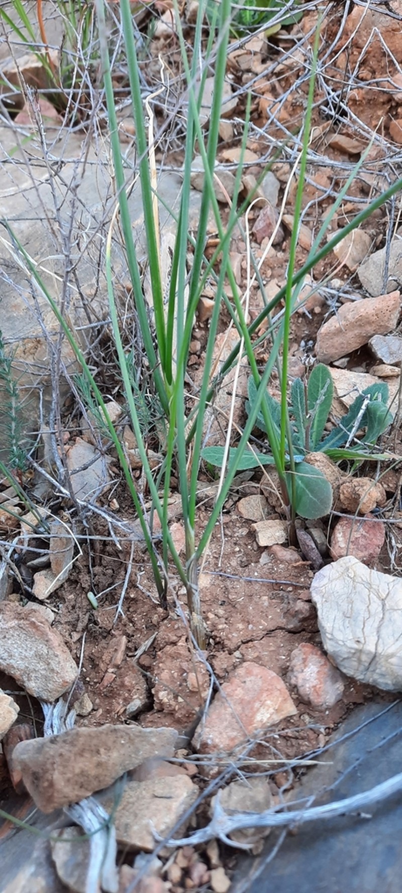 Allium melananthum photo 4