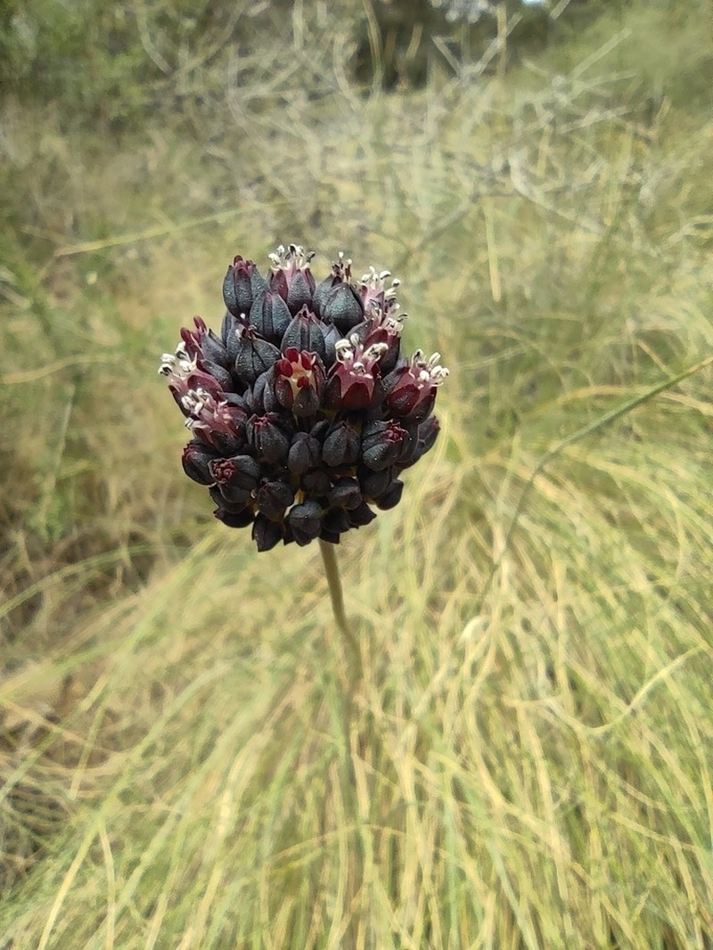 Allium melananthum photo 5