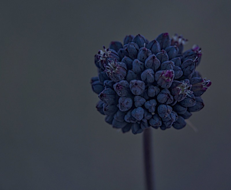Allium melananthum photo 6