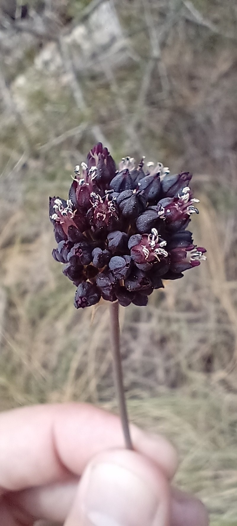 Allium melananthum photo 7