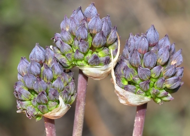 Allium melananthum photo 8