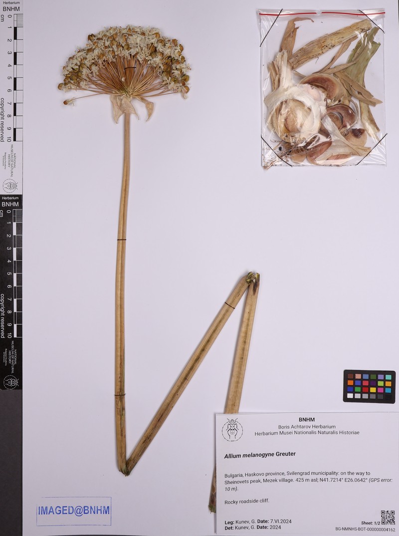 Allium melanogyne