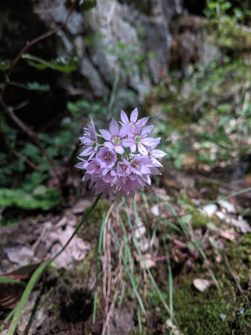 Papery Onion photo 3