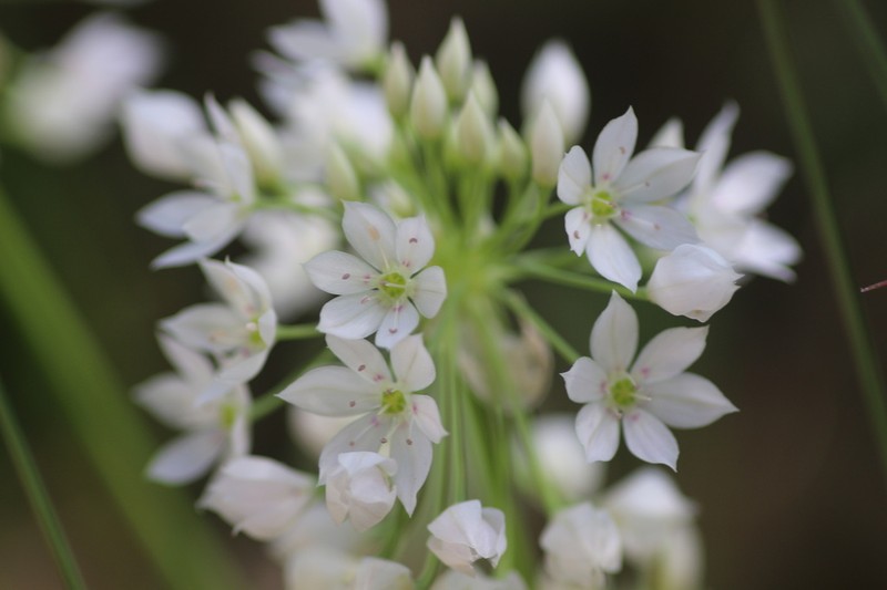 Papery Onion photo 8