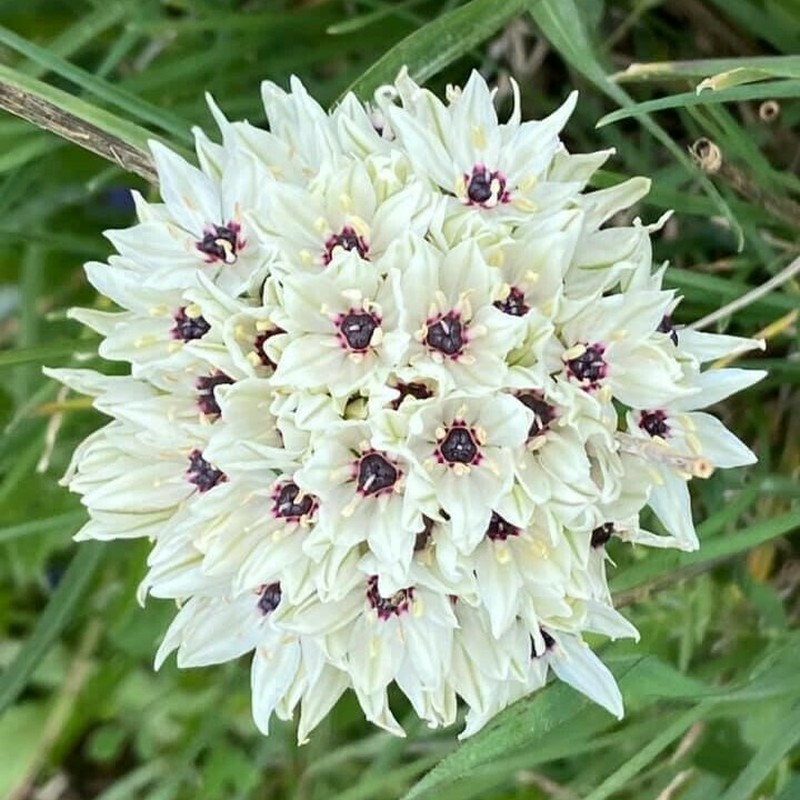 Allium meronense photo 2