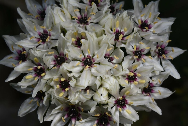 Allium meronense photo 3