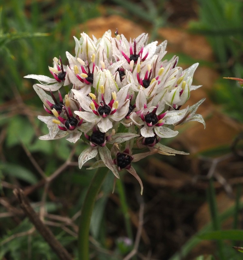 Allium meronense photo 4