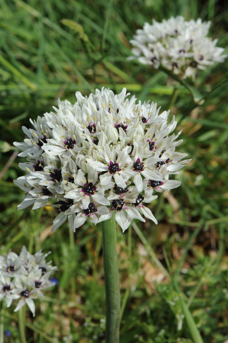 Allium meronense photo 5