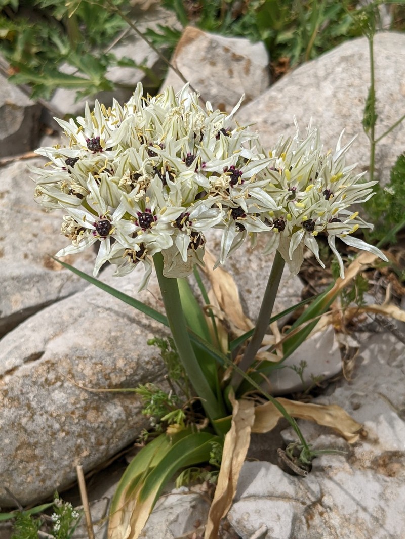 Allium meronense photo 6