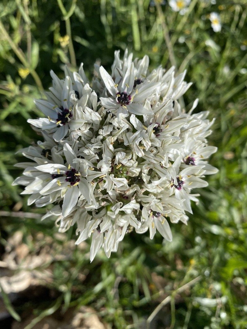 Allium meronense photo 7