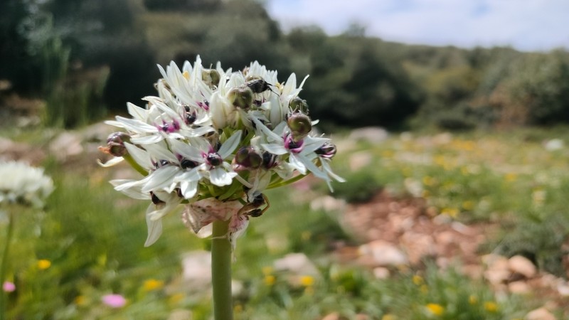 Allium meronense photo 8
