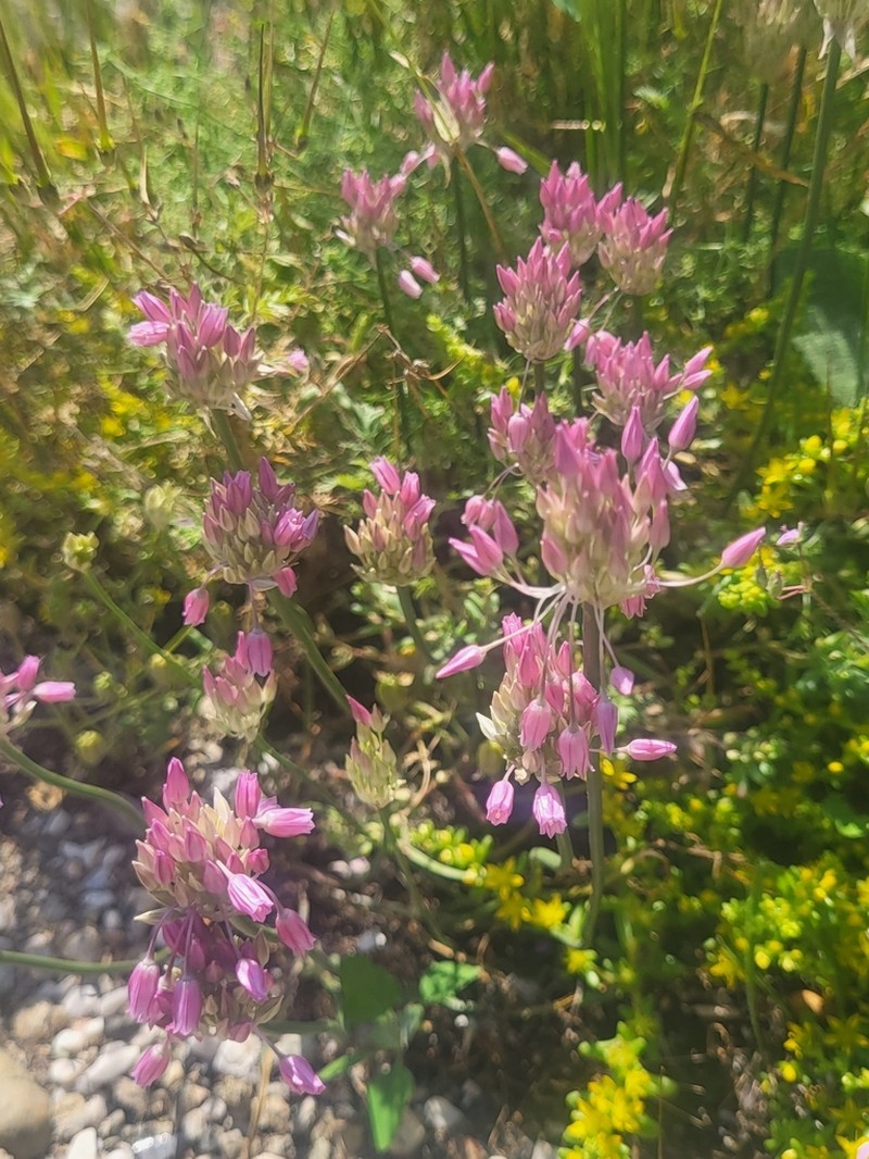 Allium meteoricum
