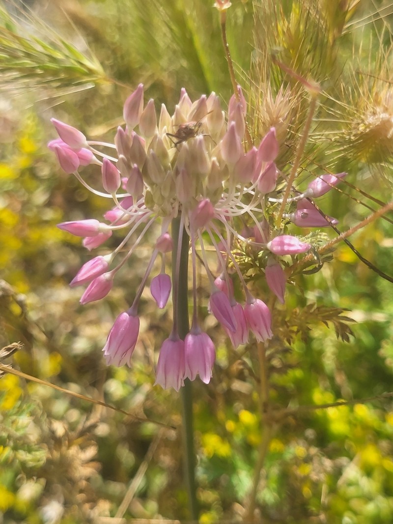 Allium meteoricum photo 4