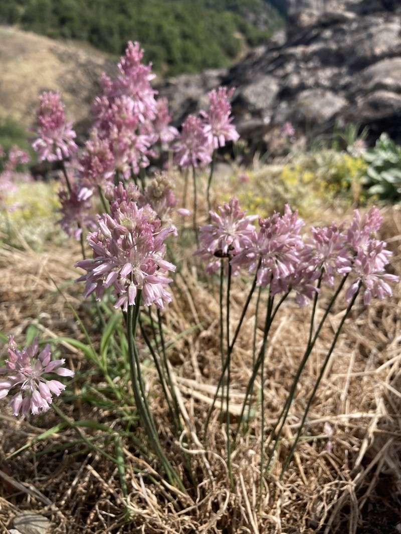 Allium meteoricum photo 5