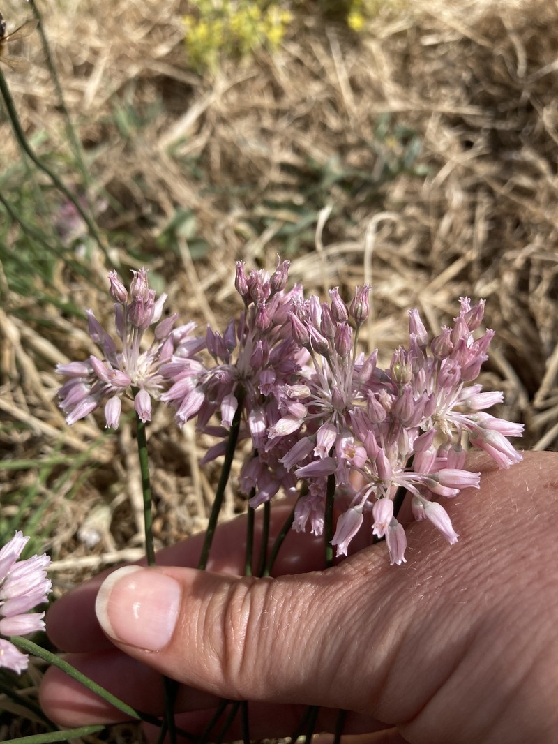 Allium meteoricum photo 6
