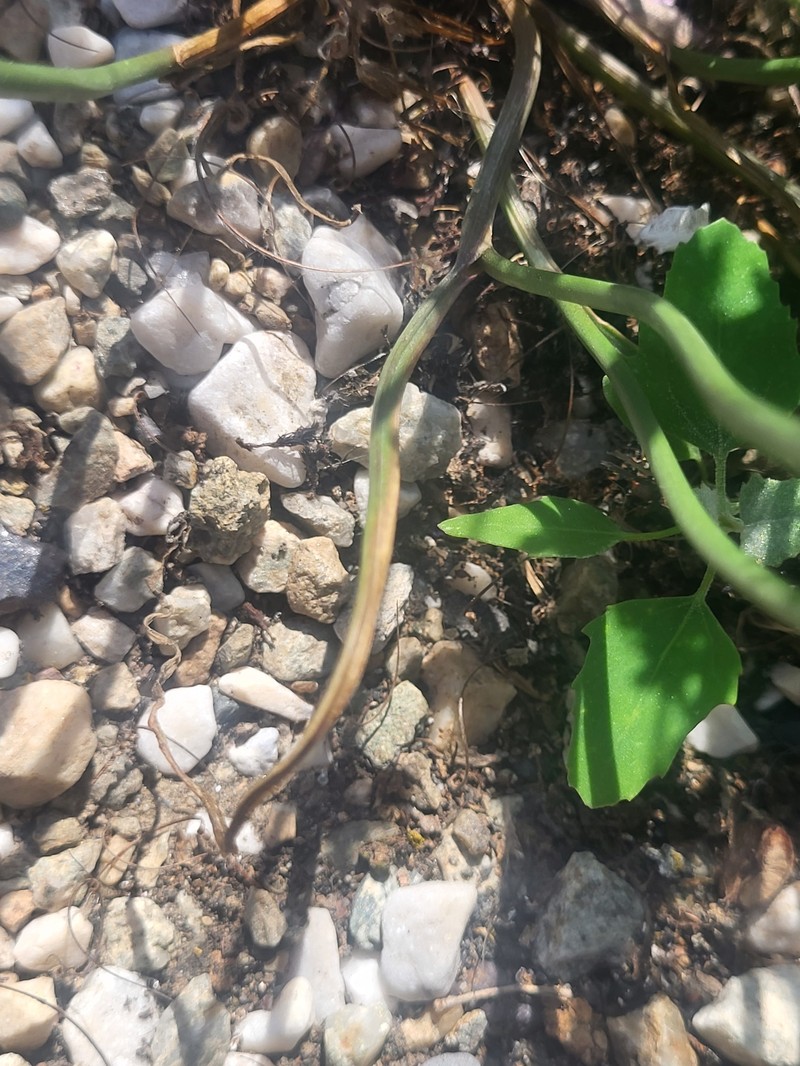 Allium meteoricum photo 7