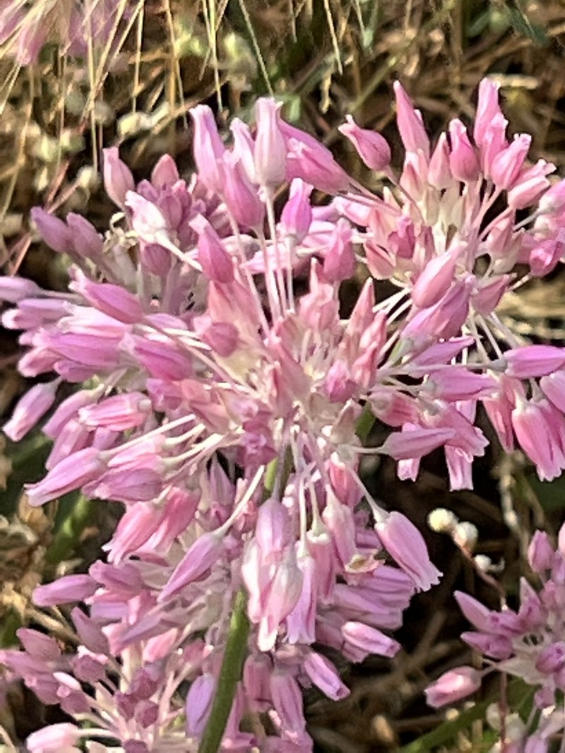 Allium meteoricum photo 8