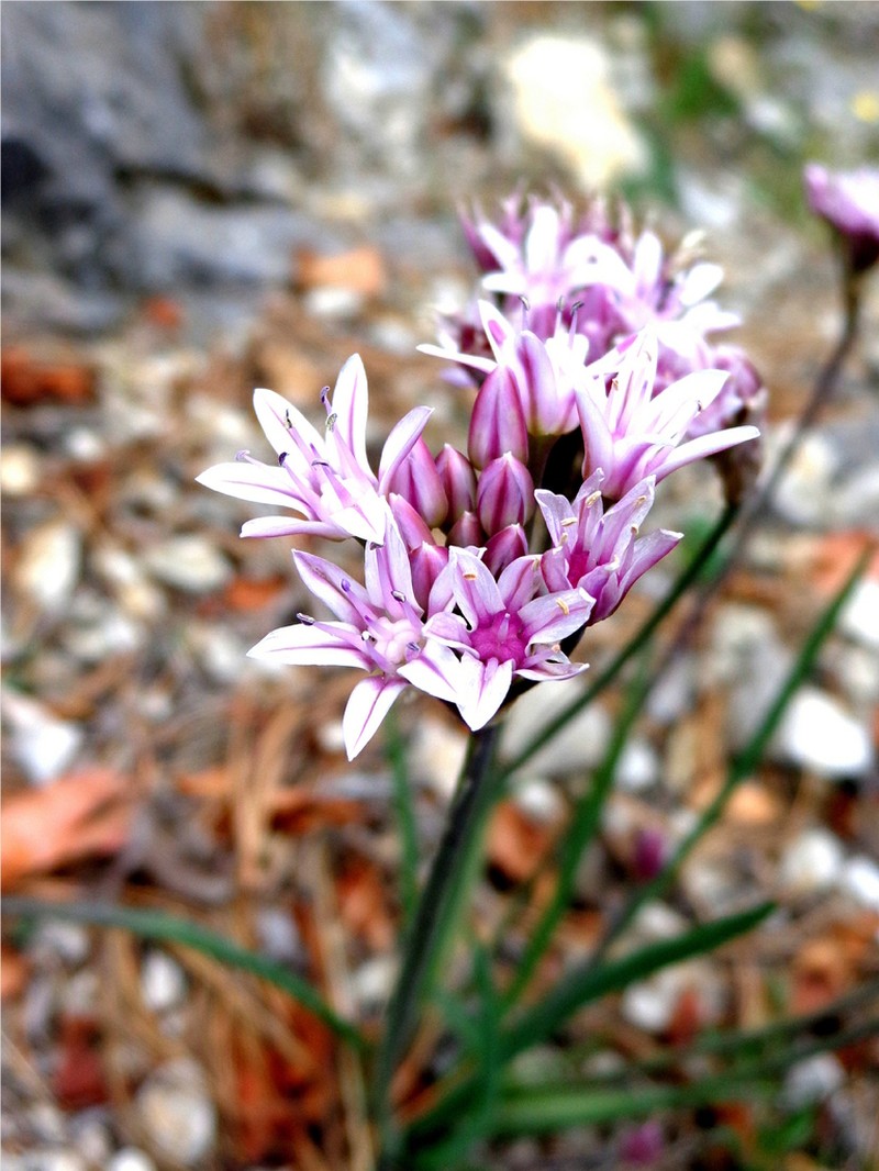 Allium mexicanum