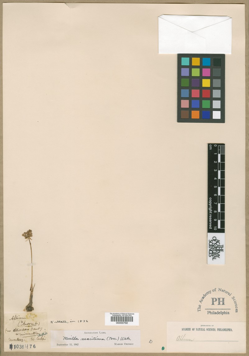 Allium micranthum