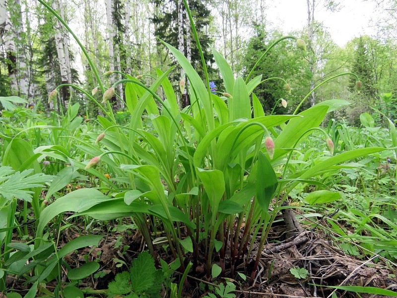 Allium microdictyon photo 4