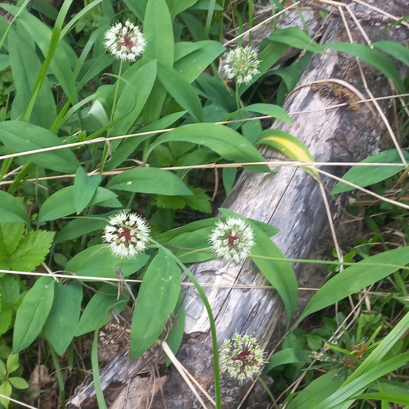 Allium microdictyon photo 5