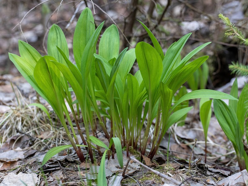 Allium microdictyon photo 6