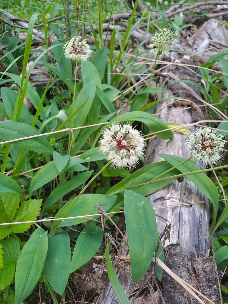 Allium microdictyon photo 7