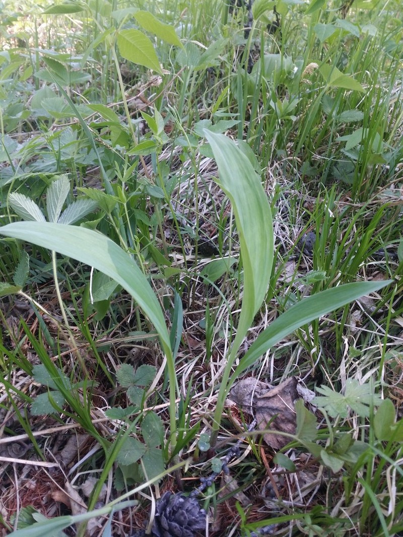 Allium microdictyon photo 8
