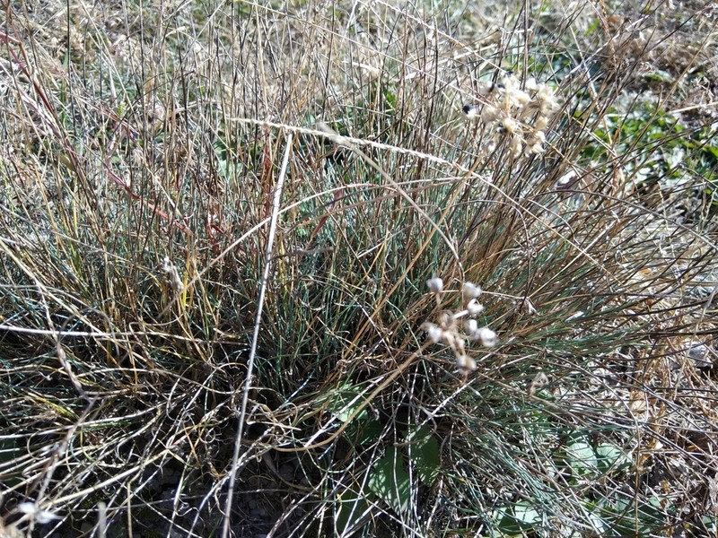 Allium mirzajevii