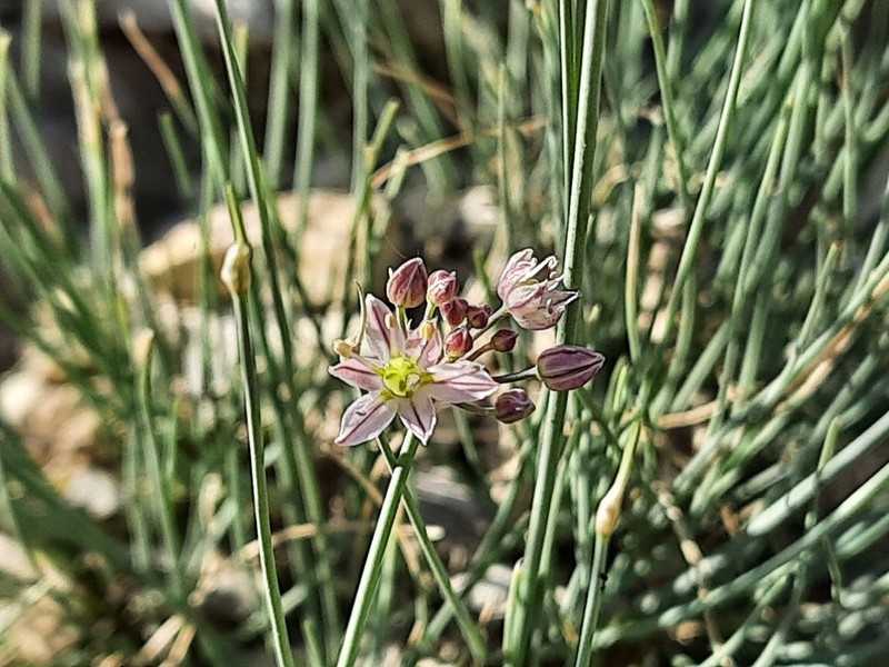 Allium mirzajevii photo 2