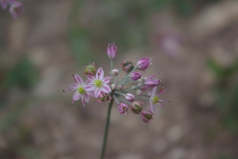 Allium mirzajevii photo 4