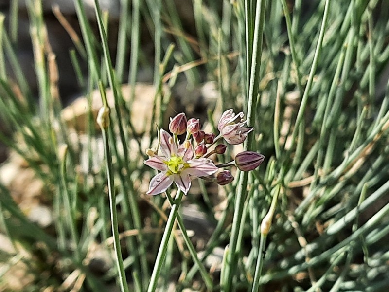 Allium mirzajevii photo 5