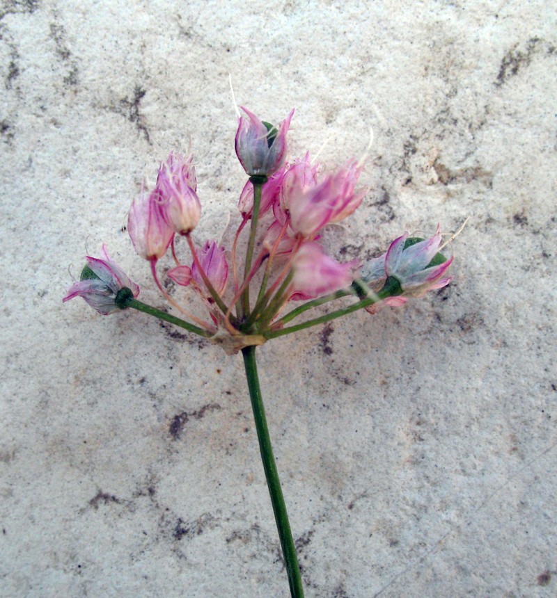 Allium mirzajevii photo 8