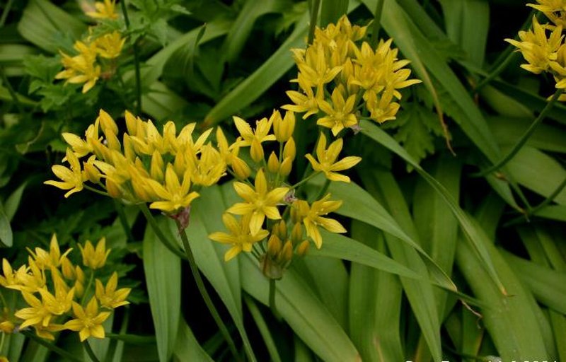 Allium moly photo 2