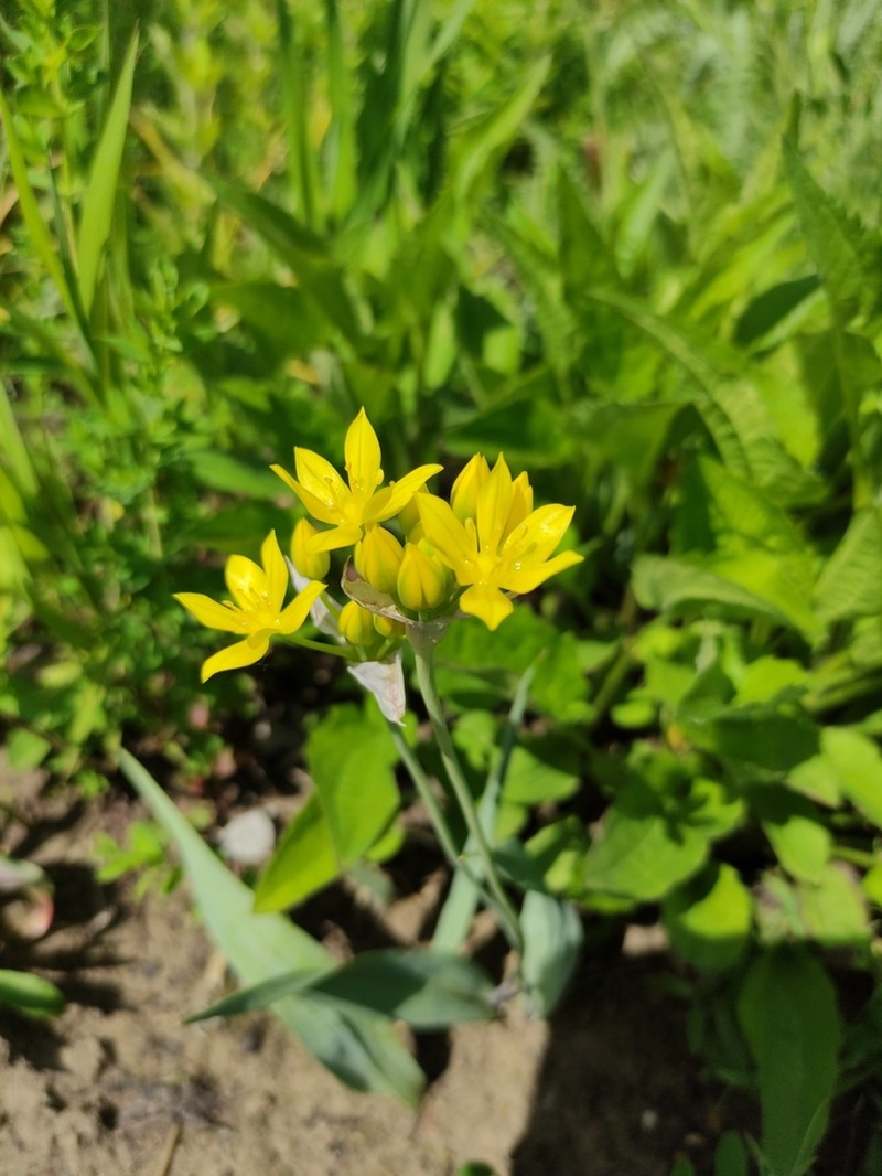 Allium moly photo 3