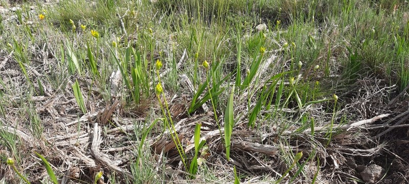 Allium moly photo 4