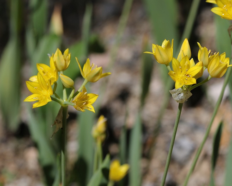 Allium moly photo 5