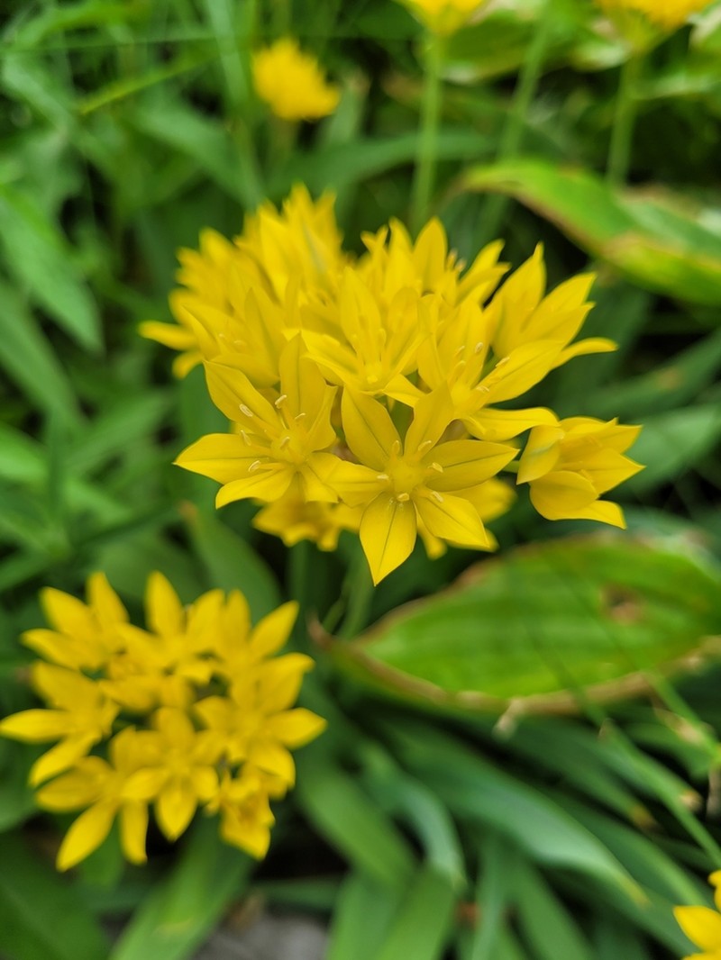 Allium moly photo 6