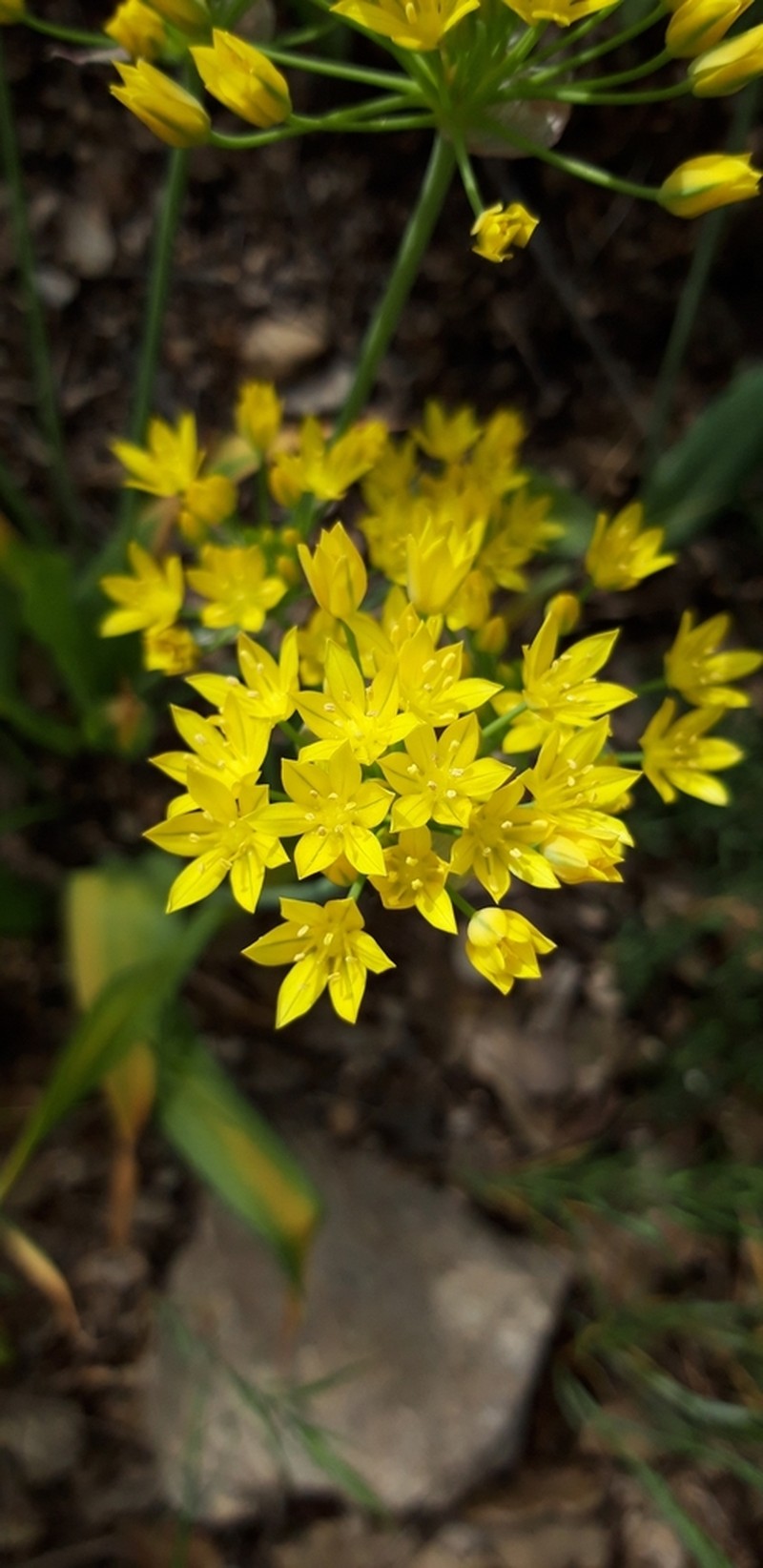 Allium moly photo 7