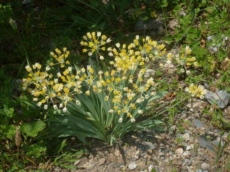 Allium moly photo 8