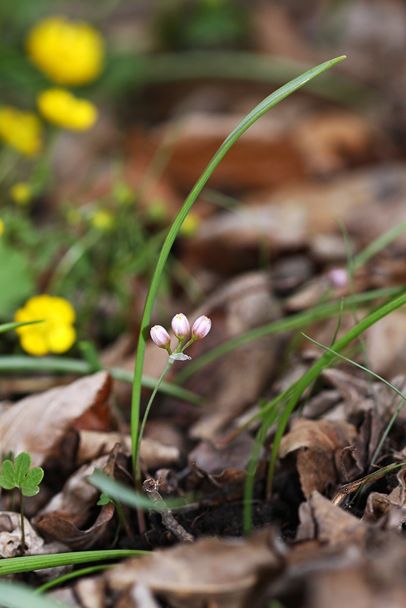 Allium monanthum photo 4