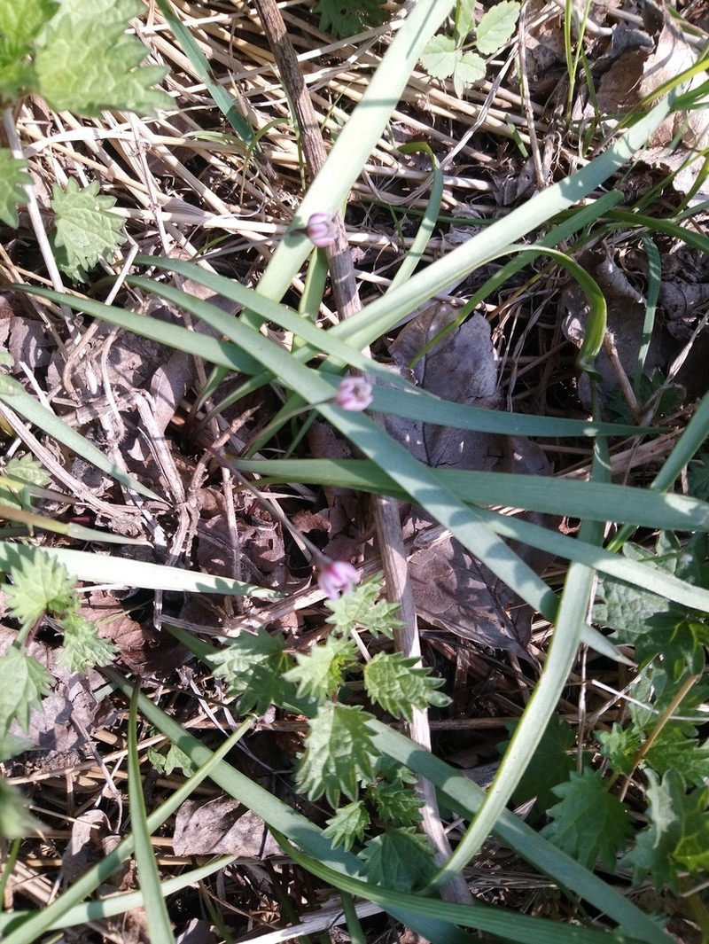 Allium monanthum photo 5