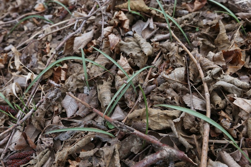 Allium monanthum photo 6