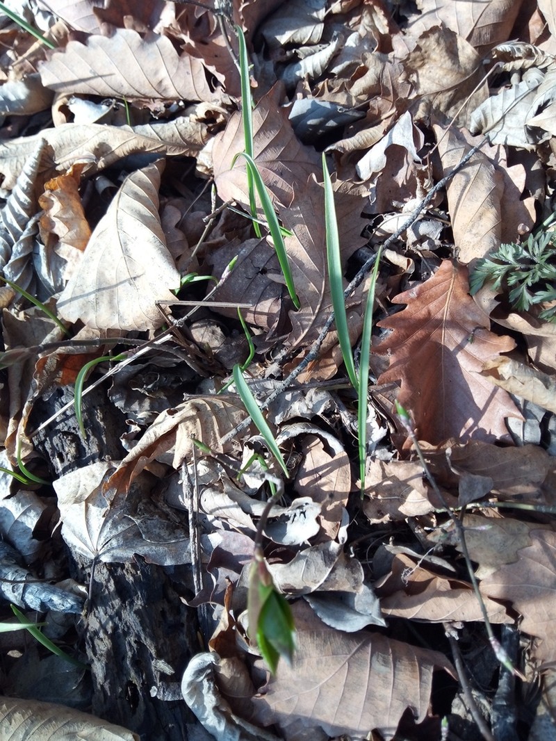 Allium monanthum photo 8