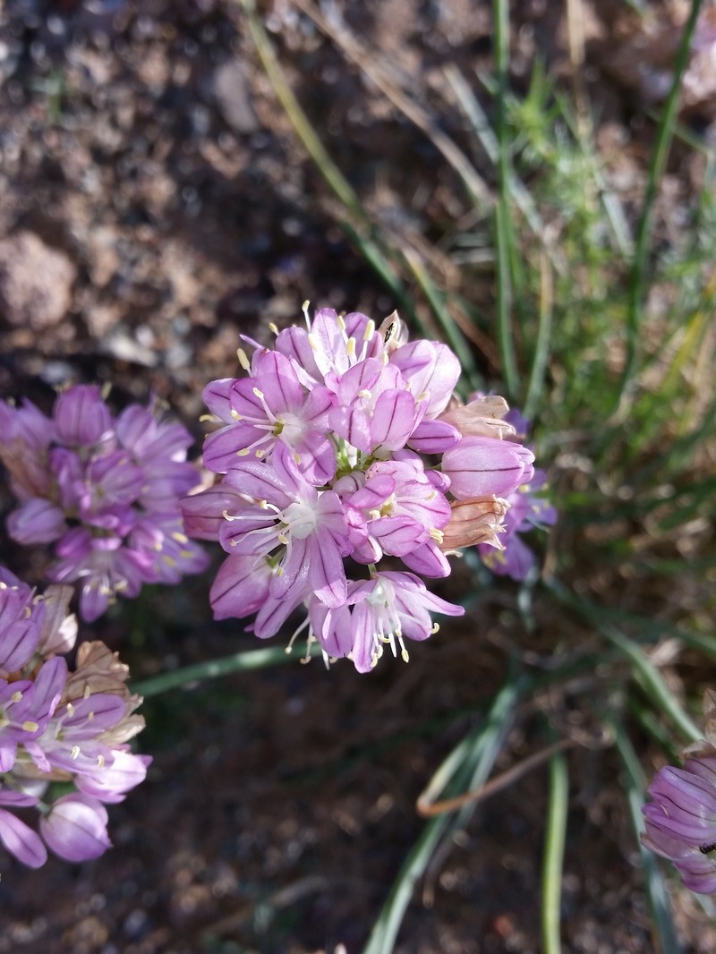 Allium mongolicum