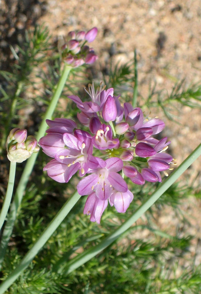 Allium mongolicum photo 2