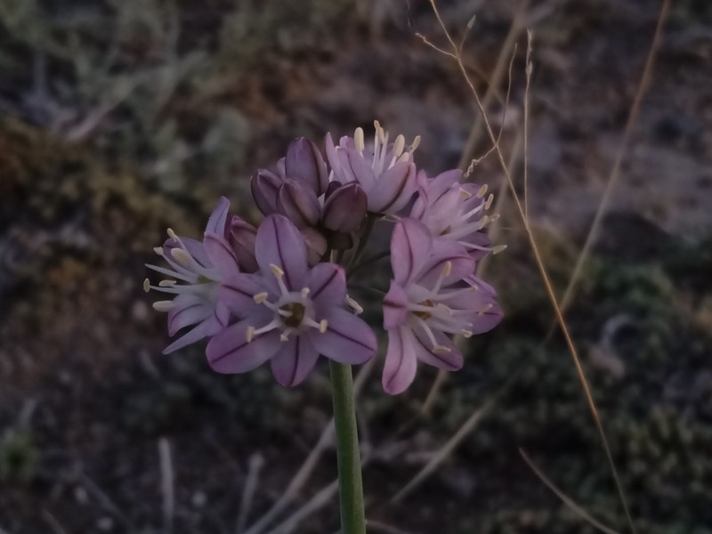 Allium mongolicum photo 3